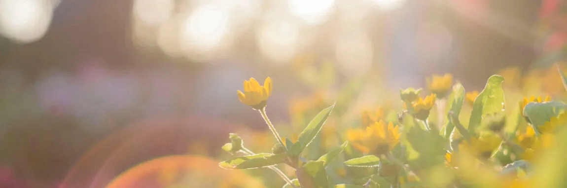 flowers growing in the sunshine